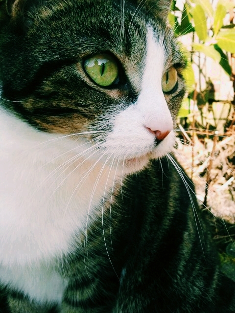 Sweety