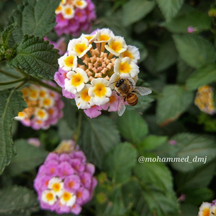 Bee and flower