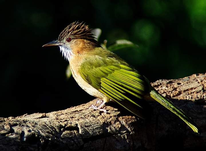 Bird