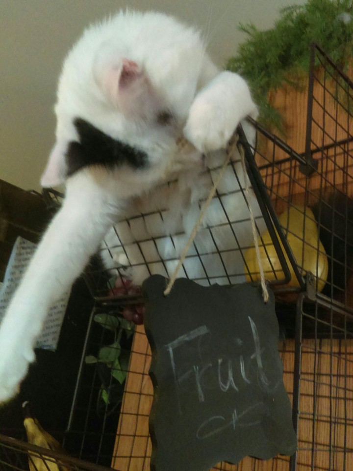 Cat sleeping in a fruit basket