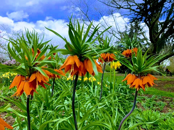Crown Imperial