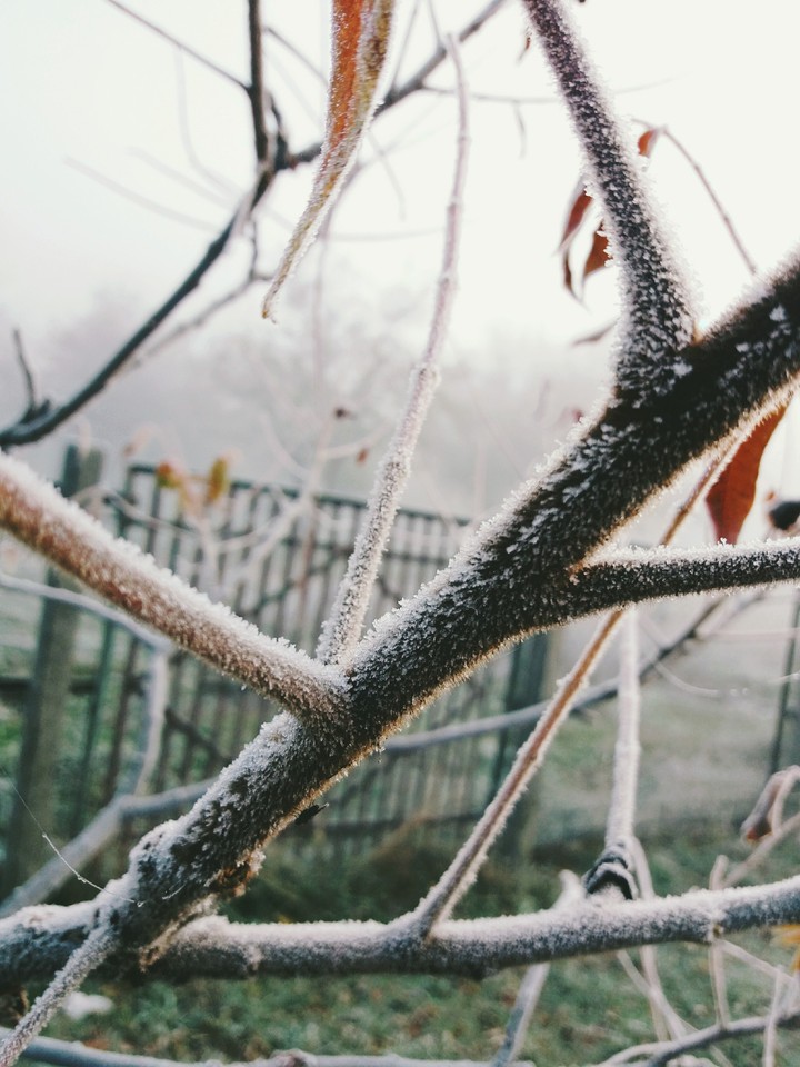 First frost