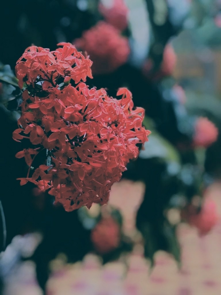 Blossoms!