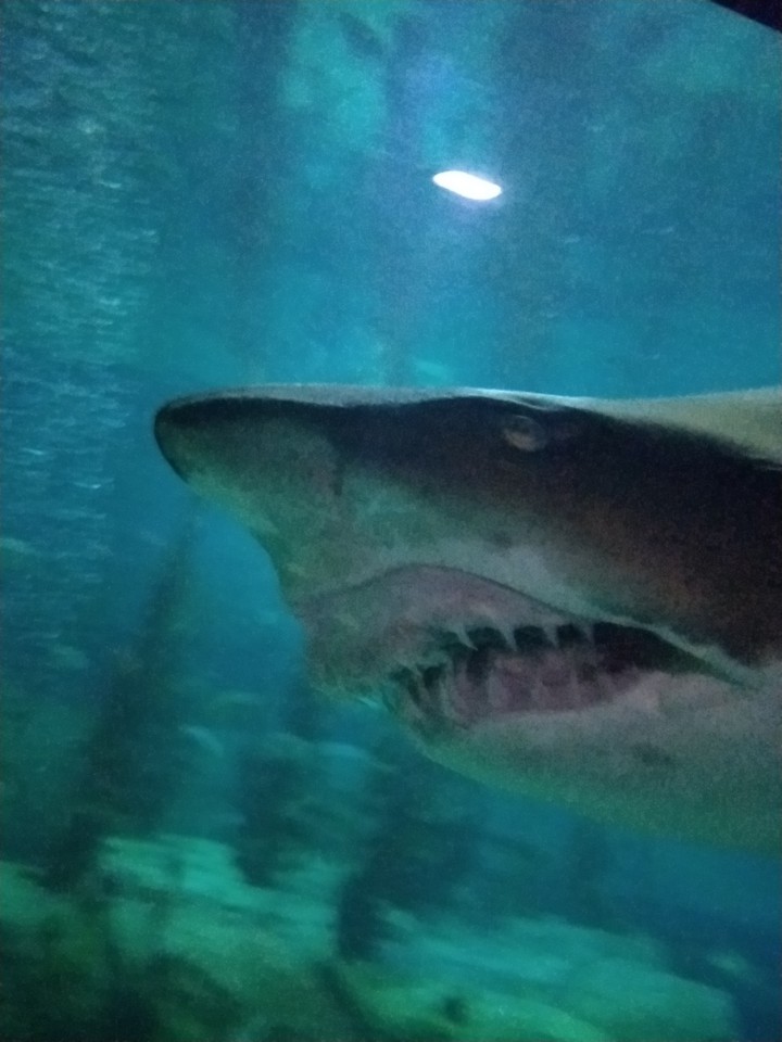 ugly shark