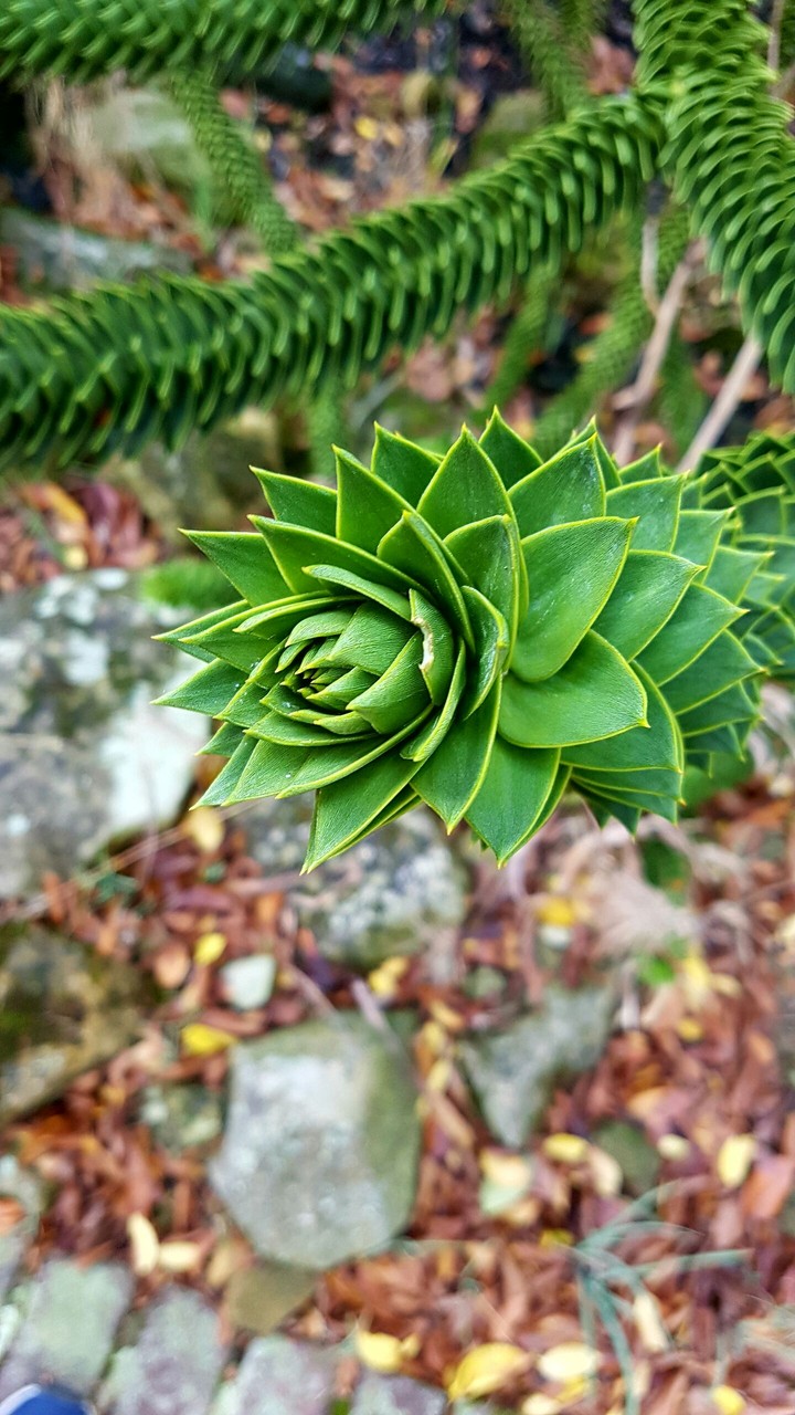 nature's garden