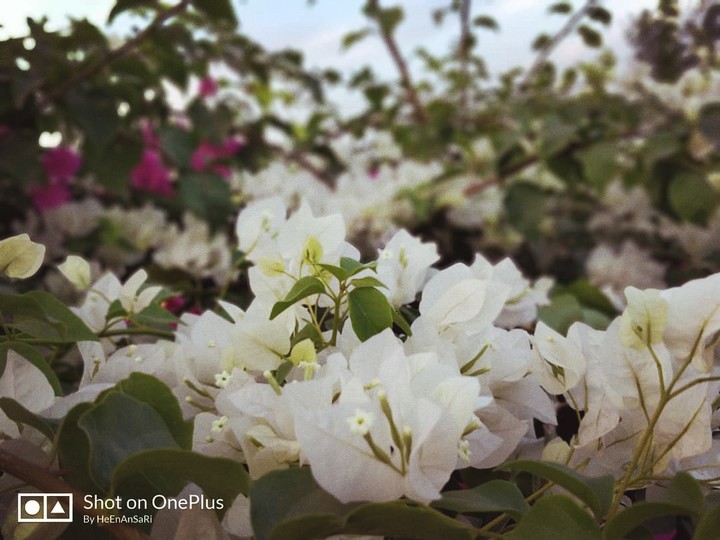 The white flower of a blameless life