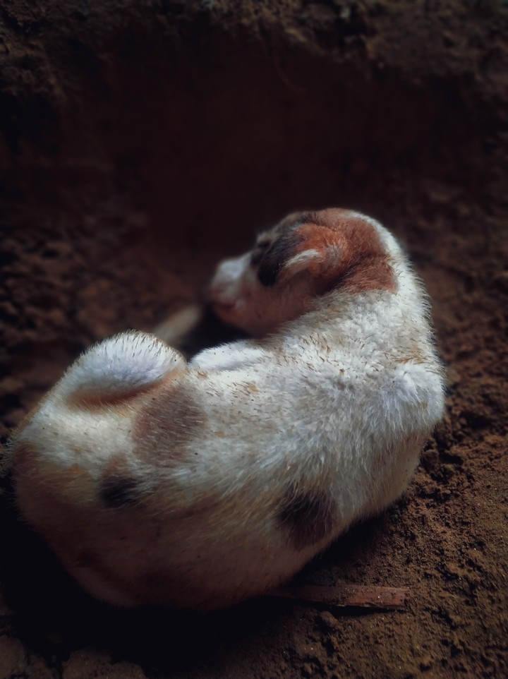 Sleeping Puppy