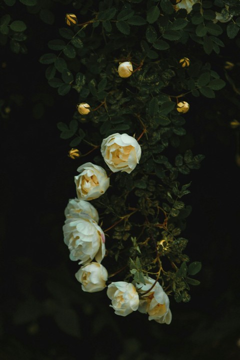 branch, organism wallpapers