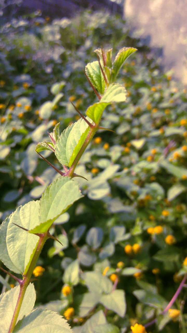 land plant