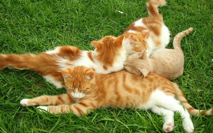 kats
