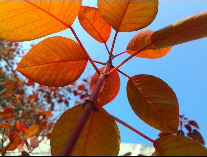 leaves