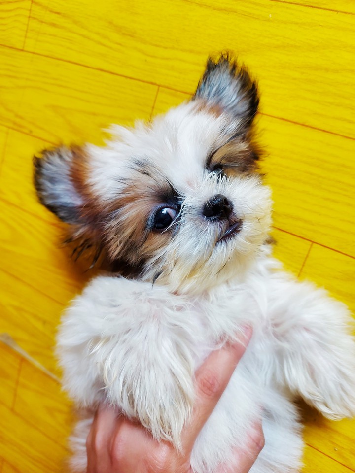 Pompom