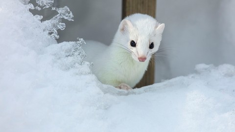 weasel, wildlife壁纸