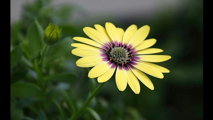 World of Flowers.