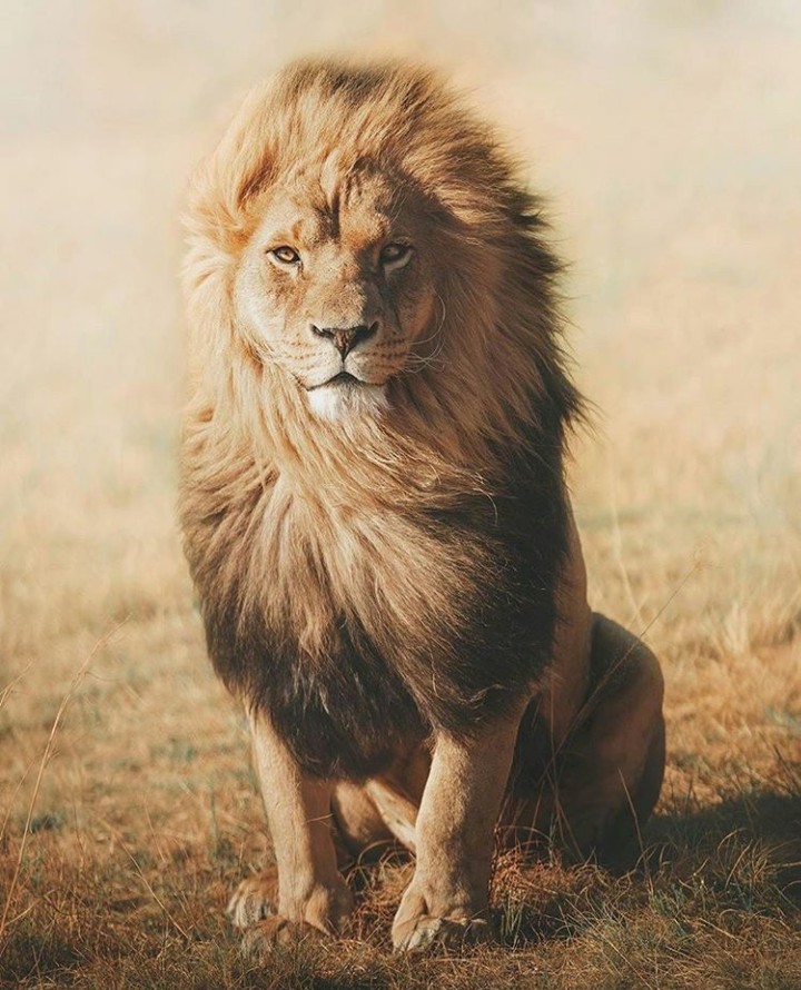 King Lion