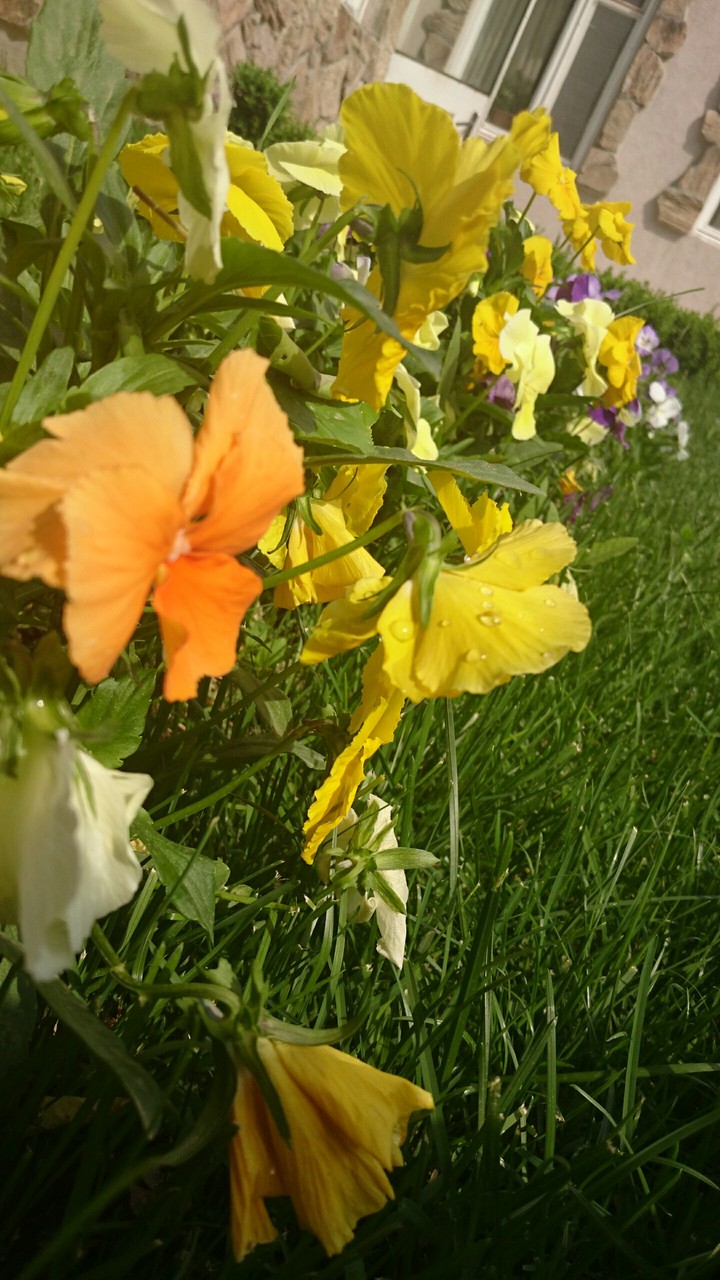 Spring