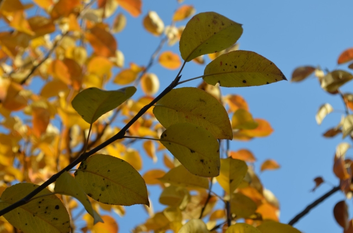 autumn beauty