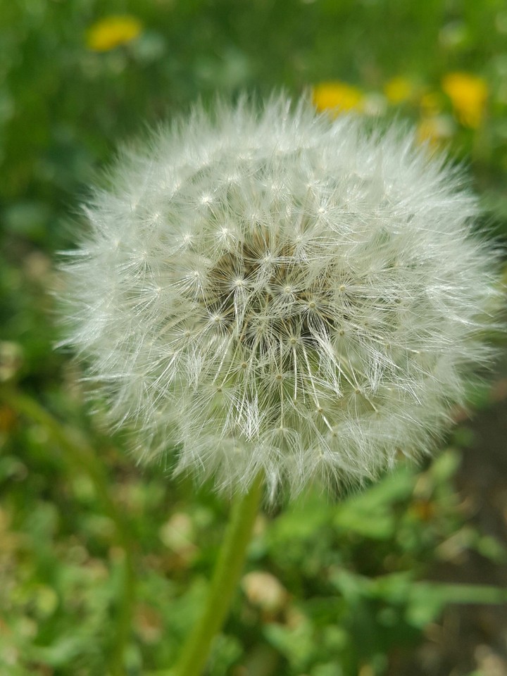 dandelion