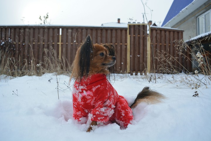 The dog in the snow.