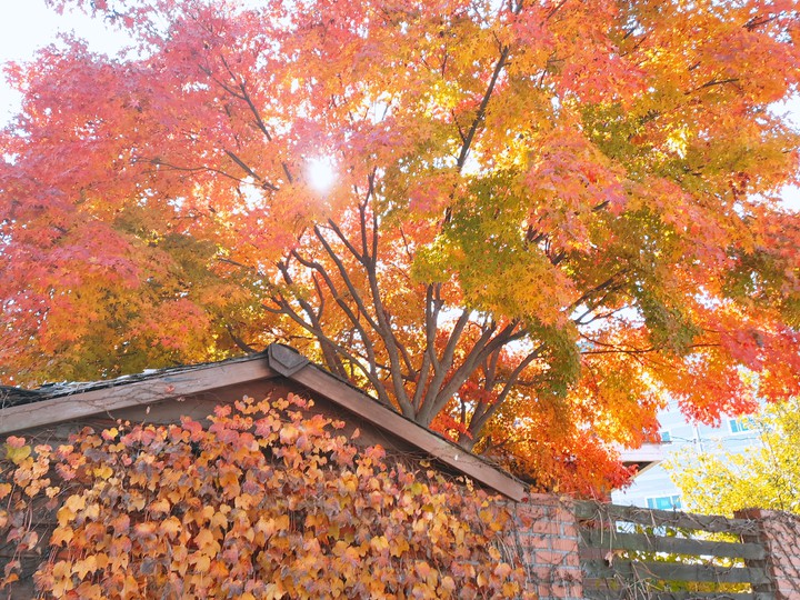 Maple
