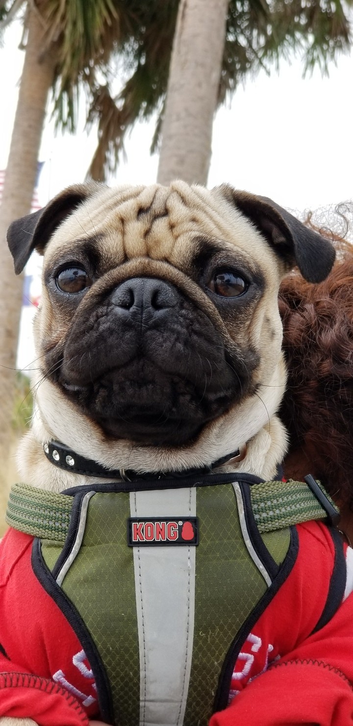 pug