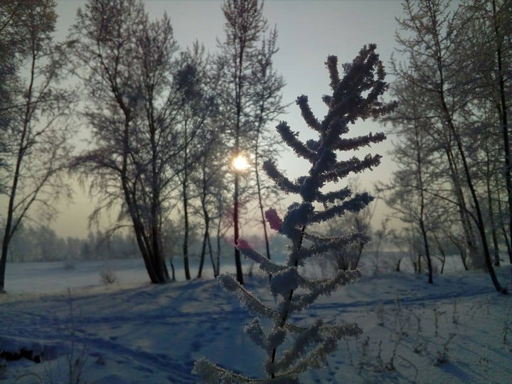 Wild siberia.