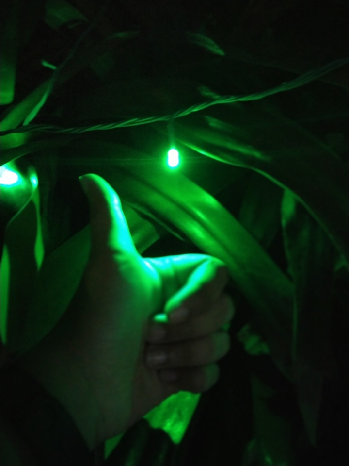 #green #greenlight #nature #light