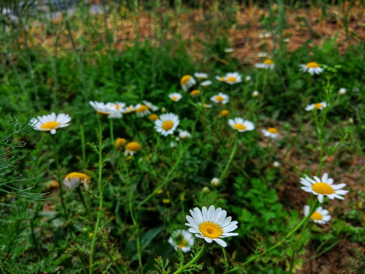 The Daisy Kingdom