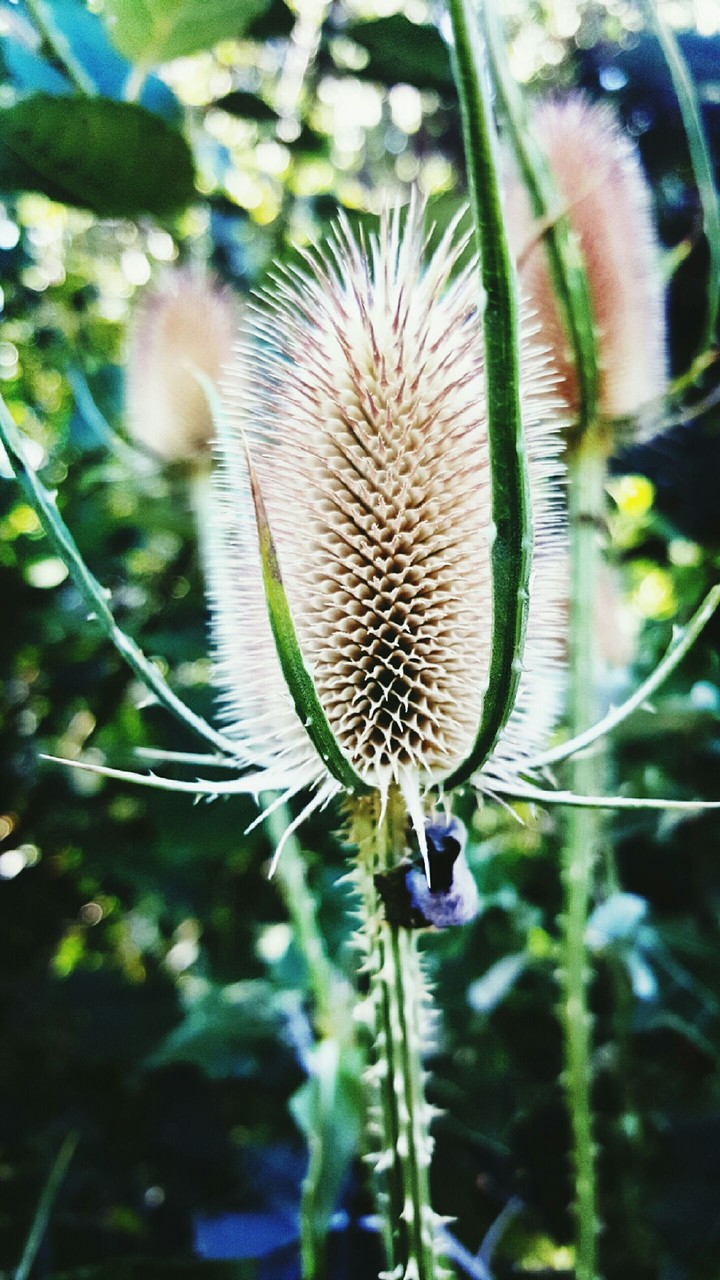 a walk into the nature