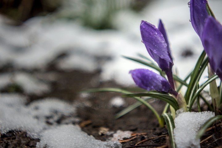 Crocus