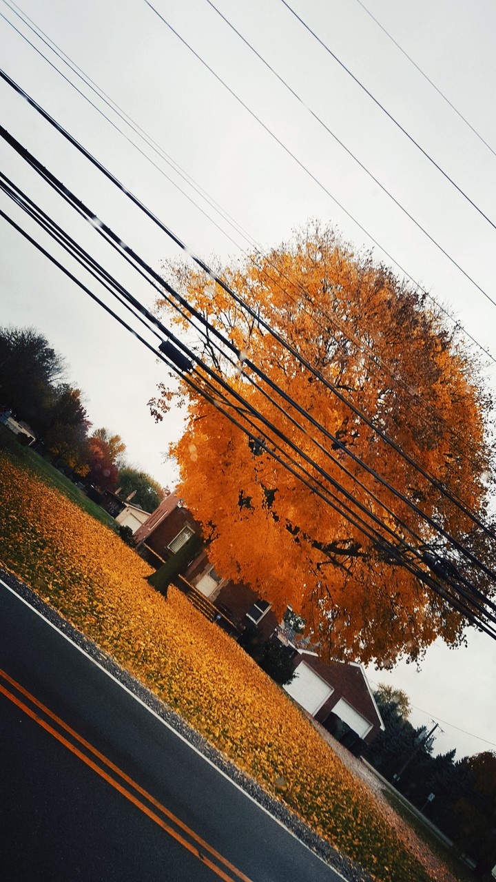 Autumn
