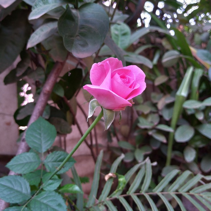 rose