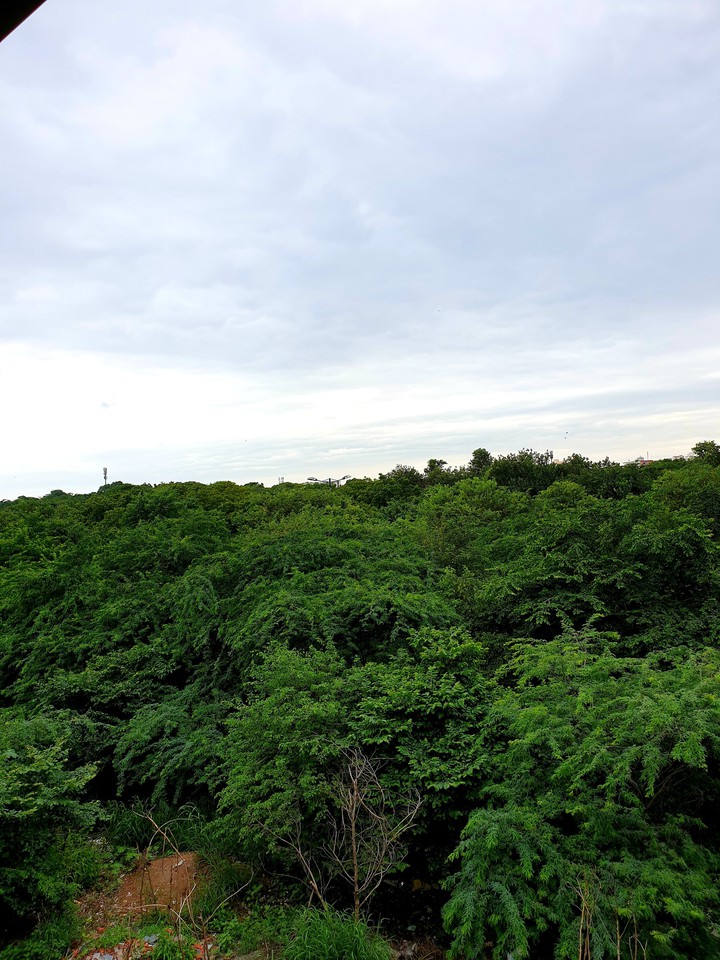 green forest
