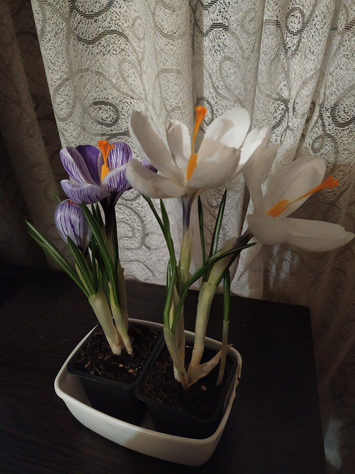 весна