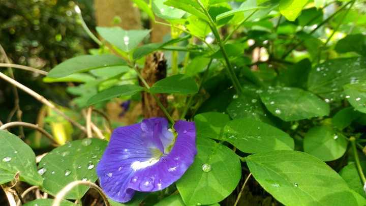 flower from my garden