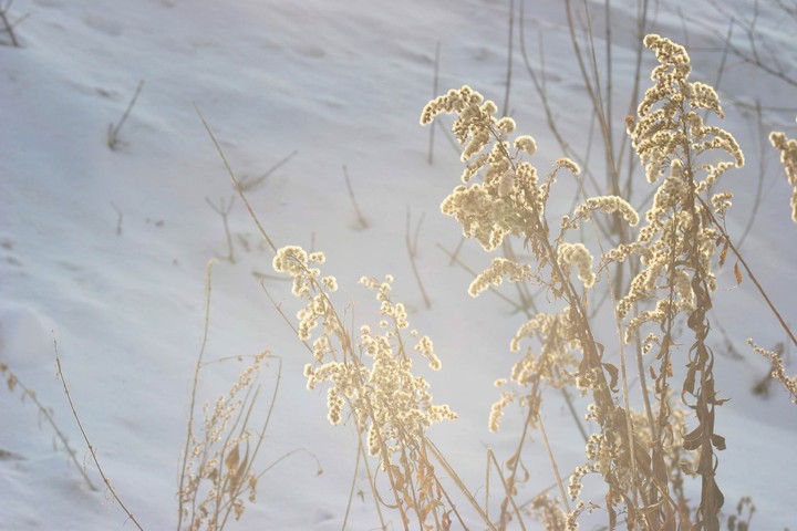 Sunlight