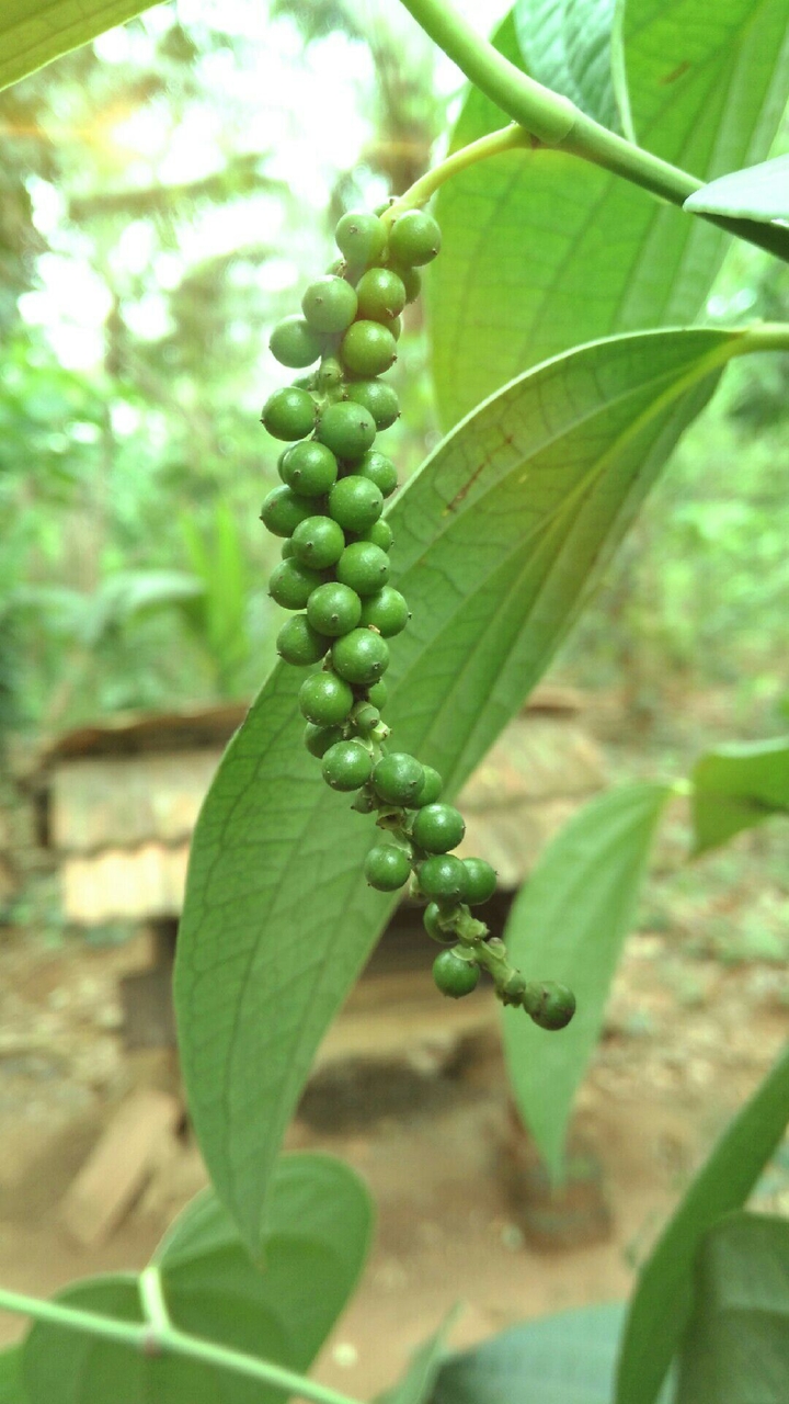 nature