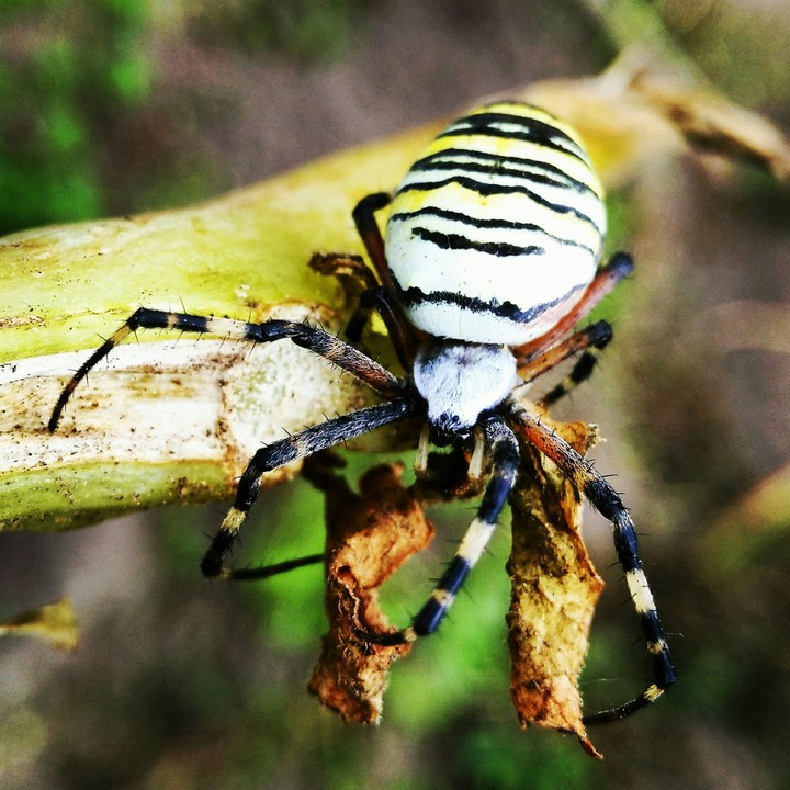 Spider