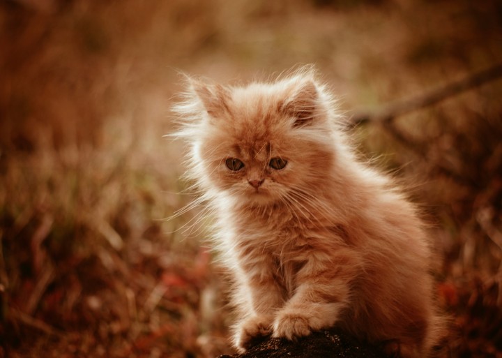 kitten
