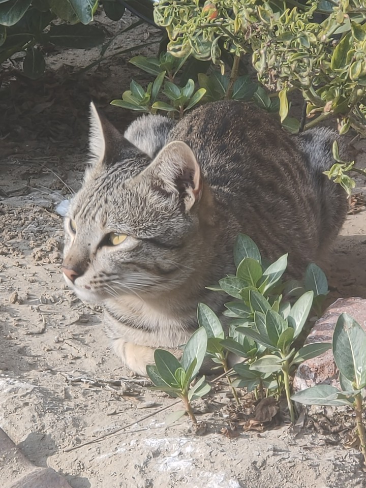 cat ??