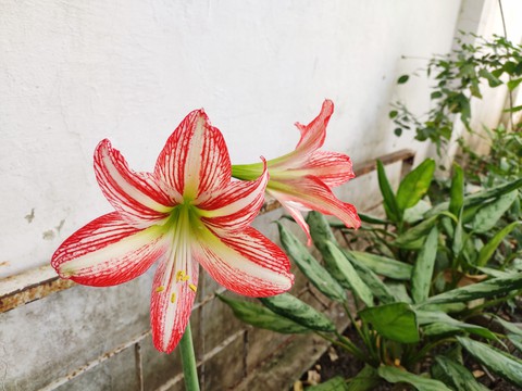 Harmattan lily