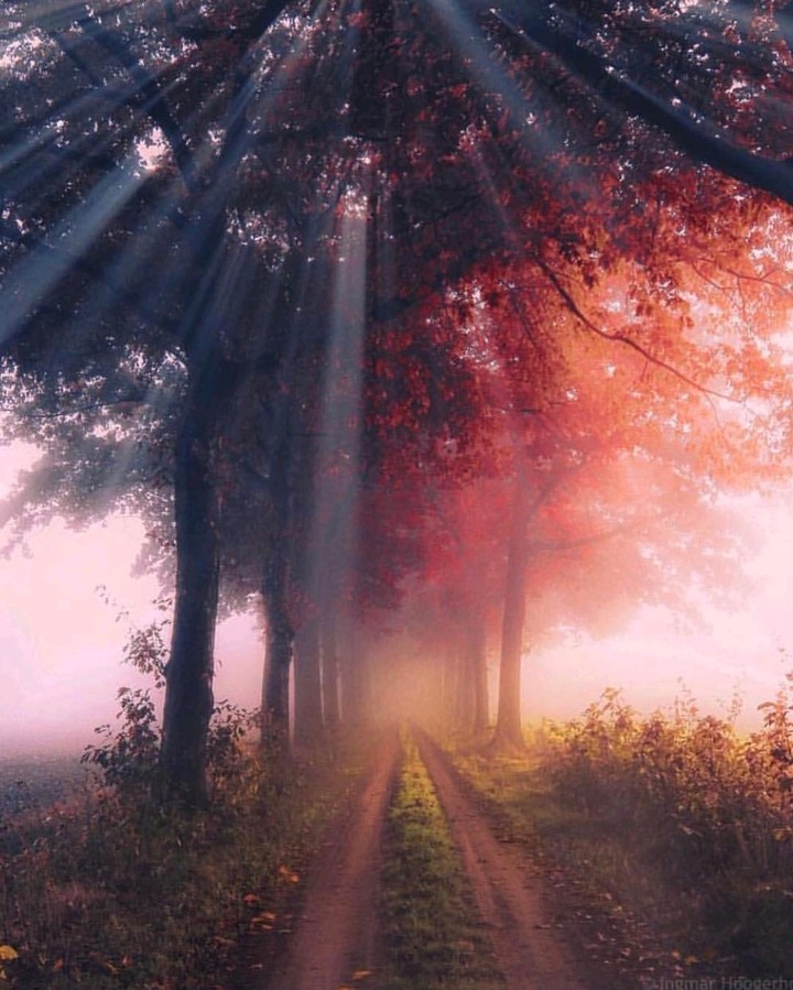 into the woods