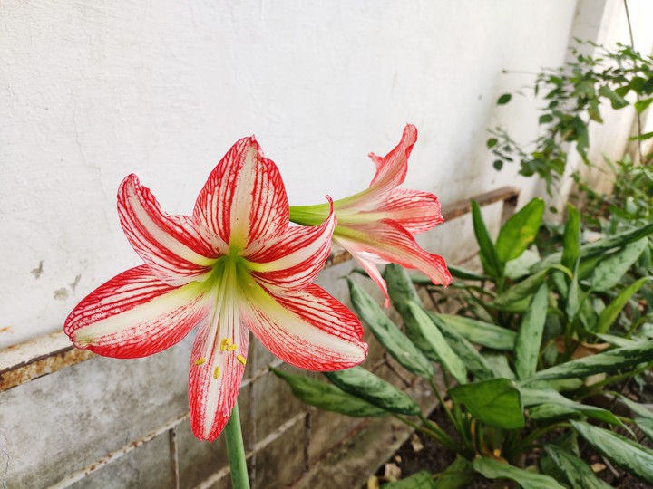 Harmattan lily