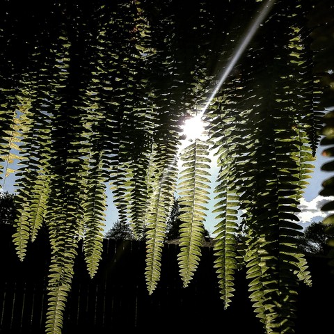 plant