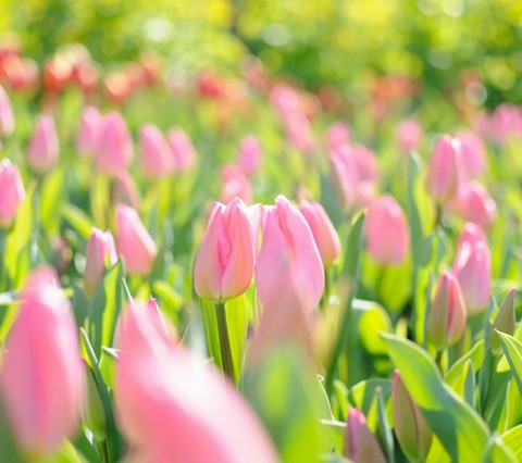 Spring.