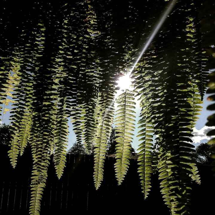 plant