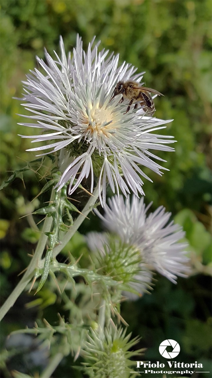 dendelion and bee