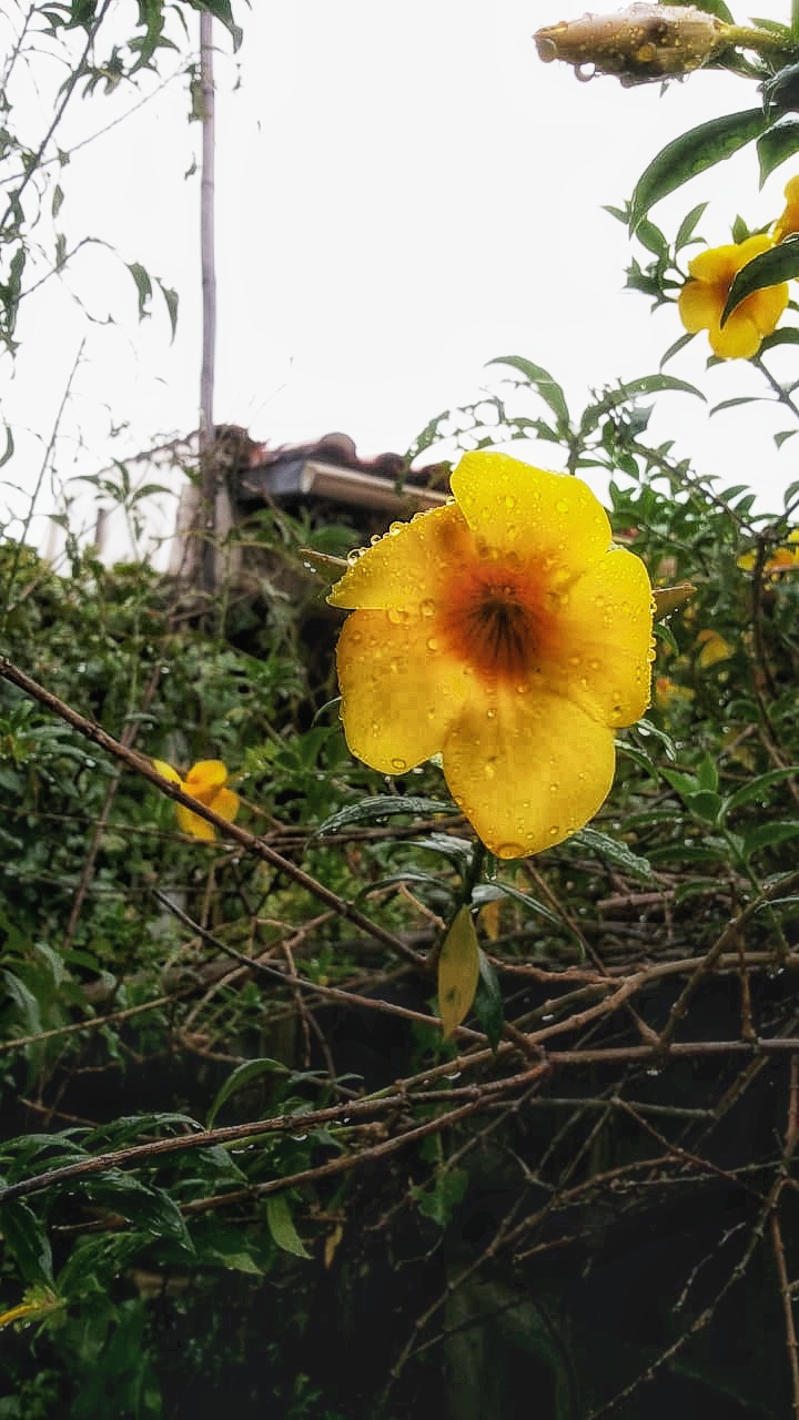 flor