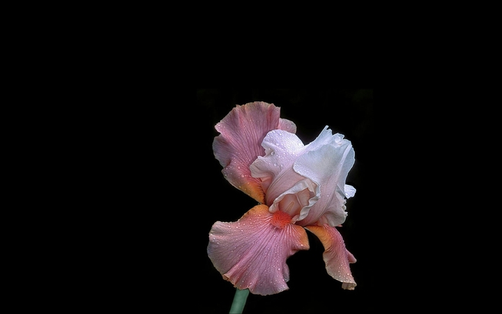 iris