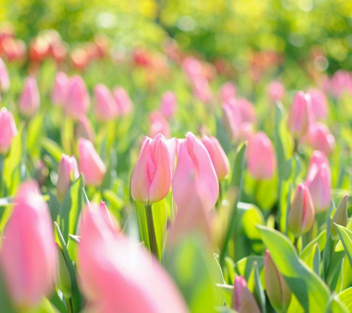 Spring.